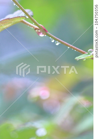 Fresh green plants and water droplets Fresh green plants and water droplets 104750356