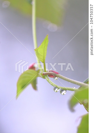 Fresh green plants and water droplets 104750357