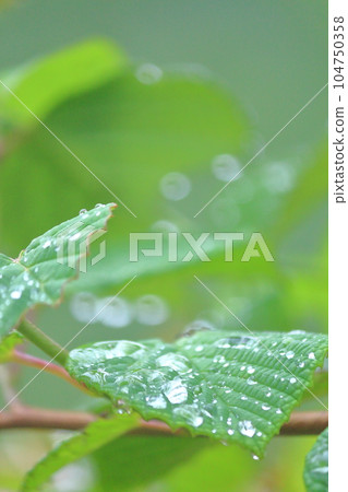 新鮮的綠色植物和水滴 新鮮的綠色植物和水滴 104750358
