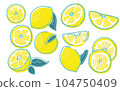 fresh lemon illustration 104750409