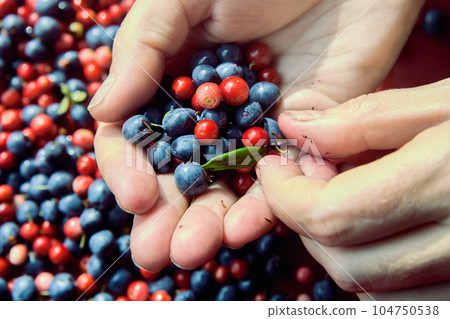 Handful of wild forest blueberries and lingonberries. Handful of wild forest blueberries and lingonberries. 104750538
