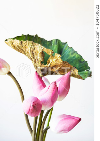Lotus aesthetic. Flowery poster. Lotus aesthetic. Flowery poster. 104750622