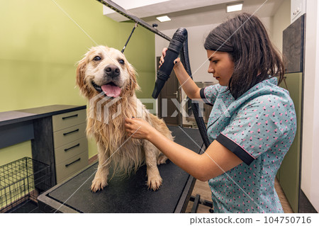 Cute dog at the salon Cute dog at the salon 104750716