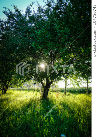 A garden in a country house and apple trees on a beautiful summer evening. A garden in a country house and apple trees on a beautiful summer evening. 104750745