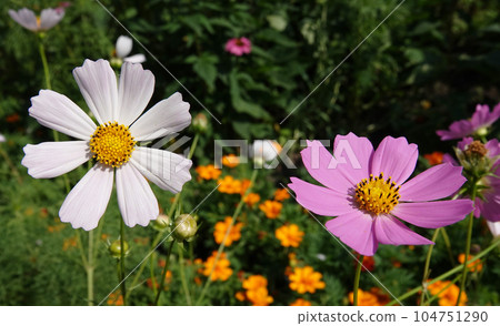 Cosmea flower double-pinnate is an annual flowering plant, the Asteraceae family Cosmea flower double-pinnate is an annual flowering plant, the Asteraceae family 104751290