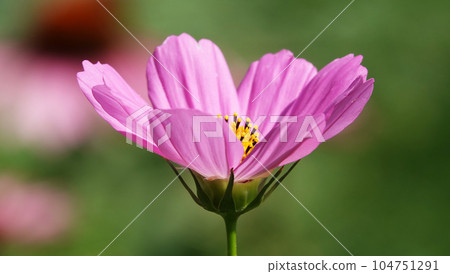 Cosmea flower double-pinnate is an annual flowering plant, the Asteraceae family 104751291