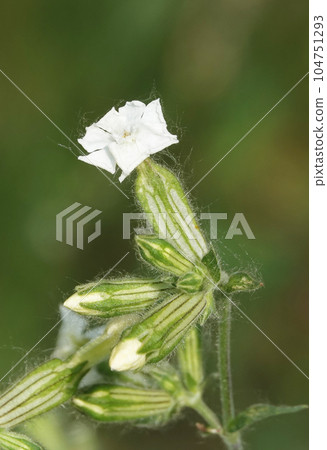 Sandman White flowers of the plant is a herbaceous plant, a herbaceous dioecious plant of the genus Smolevka of the Carnation family 104751293