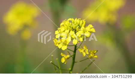 Walker High flowers of the plant is a herbaceous plant of the Cabbage family 104751299