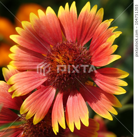 Flowers Gaillardia beautiful is an annual plant, the Aster family, without petals 104751303