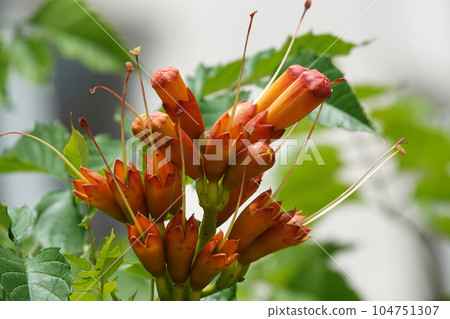 Bignonia or Bignonia flowers on a bush during summer flowering decoration of city parks Bignonia or Bignonia flowers on a bush during summer flowering decoration of city parks 104751307