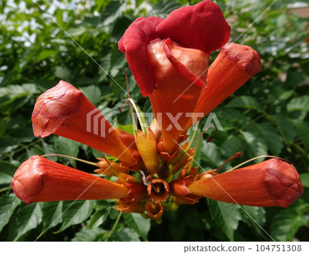 Bignonia or Bignonia flowers on a bush during summer flowering decoration of city parks 104751308