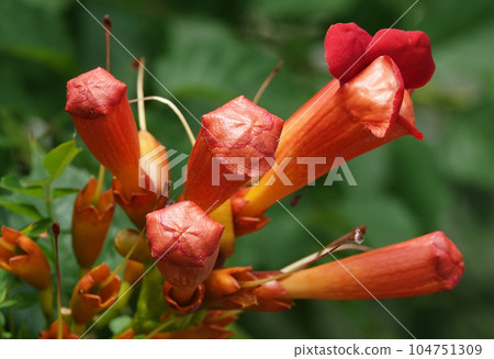 Bignonia or Bignonia flowers on a bush during summer flowering decoration of city parks Bignonia or Bignonia flowers on a bush during summer flowering decoration of city parks 104751309