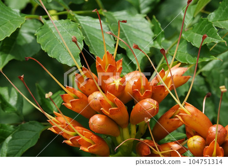 Bignonia or Bignonia flowers on a bush during summer flowering decoration of city parks Bignonia or Bignonia flowers on a bush during summer flowering decoration of city parks 104751314