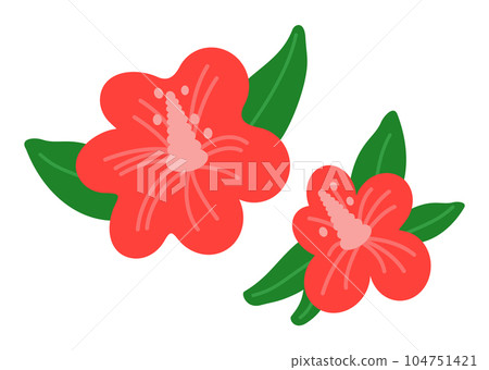 Red camellia isolated at white background, summer nature, two red flowers with green leaves 104751421