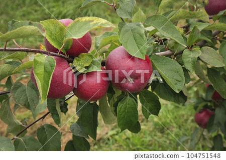 Ripe Apples in the Apple Orchard before Harvesting. Big Red delicious Apples Hanging from a Tree Branch in the Fruit Garden at Fall Harvest. Basket of Apples. Autumn Cloudy Day, Soft Shadow 104751548