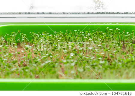 Microgreens growing on windowsill. Selective focus. Micro green radish and salad growing in box. Vitamins on windowsill. Vegan and healthy superfood. Various edible greens grow at home. Home garden Microgreens growing on windowsill. Selective focus. Micro green radish and salad growing in box. Vitamins on windowsill. Vegan and healthy superfood. Various edible greens grow at home. Home garden 104751613