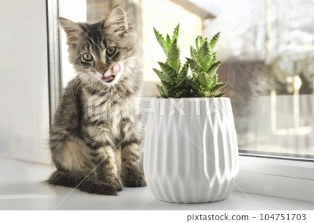 Gray striped domestic cat sitting on a window around houseplants. Image for veterinary clinics, sites about cats, for cat food. Kitten and home flower in a pot. Animals and home flowers Gray striped domestic cat sitting on a window around houseplants. Image for veterinary clinics, sites about cats, for cat food. Kitten and home flower in a pot. Animals and home flowers 104751703