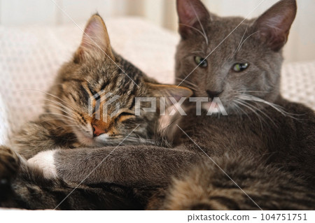 Two cats cuddling on white blanket at home. Cute domestic striped friendly cats. 2 sleepy kittens washing comfortably. Family couple feline resting together, Happy tabby beautiful pets in love hugging Two cats cuddling on white blanket at home. Cute domestic striped friendly cats. 2 sleepy kittens washing comfortably. Family couple feline resting together, Happy tabby beautiful pets in love hugging 104751751