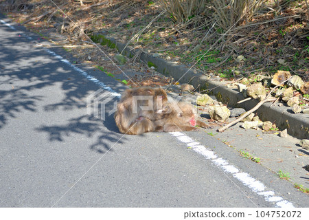 伊豆半島、南伊豆、波勝崎、靜岡縣南伊豆町,前往野猴天堂的路上,猴子正在梳理毛髮 (6) 伊豆半島、南伊豆、波勝崎、靜岡縣南伊豆町,前往野猴天堂的路上,猴子正在梳理毛髮 (6) 104752072