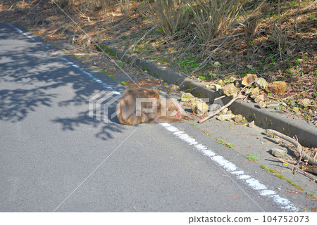 Izu Peninsula, Minamiizu, Hagachizaki, a monkey grooming on the way to the wild monkey paradise, Minamiizu Town, Shizuoka Prefecture (7) 104752073