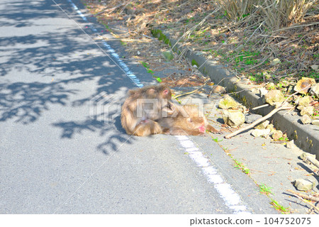 伊豆半島、南伊豆、葉勝崎，一隻猴子在前往靜岡縣南伊豆町野猴天堂的路上梳理毛髮（9） 104752075