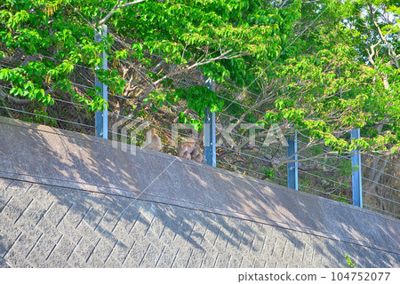 伊豆半島、南伊豆、波勝崎、靜岡縣南伊豆町，前往野猴天堂的路上，猴子正在梳理毛髮（2） 104752077