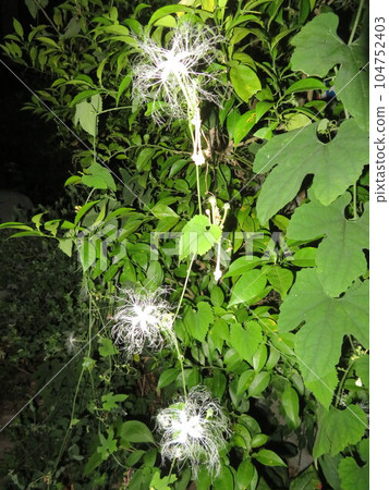 夜間盛開的胼胝花 104752403