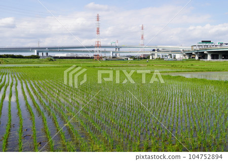 茅崎的稻田 插秧後的初夏 104752894