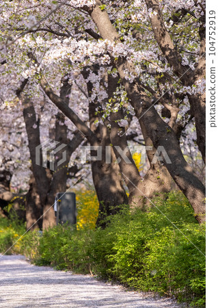 Cherry Blossoms in spring with Soft focus, at Yeongdeungpo Yeouido Spring Flower Festival in Seoul, South Korea 104752919