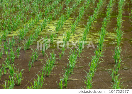 Spirogyra in the rice field Spirogyra in the rice field 104752977