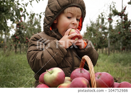 Young Child in the Apple Orchard before Harvesting. Small Toddler Boy Eating a Big Red Apple in the Fruit Garden at Fall Harvest. Basket of Apples on a Foreground. Autumn Cloudy Day, Soft Shadow. 104752986