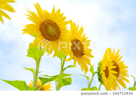 向日葵/夏天圖像 向日葵/夏天圖像 104753434