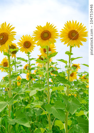 Sunflower/summer image 104753446