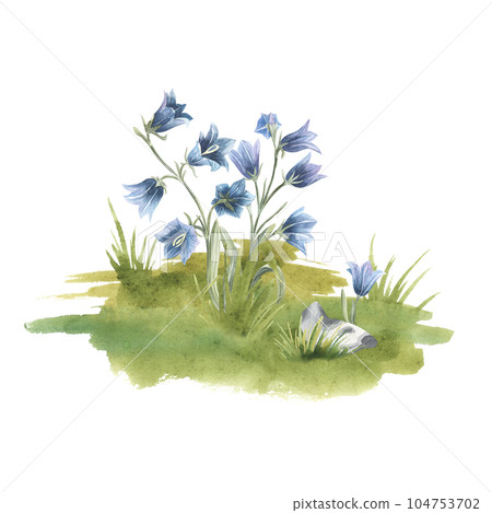 Watercolor wild flowers, hand drawn illustration of bluebells isolated on a white background. For design, invitation, decor, packaging Watercolor wild flowers, hand drawn illustration of bluebells isolated on a white background. For design, invitation, decor, packaging 104753702