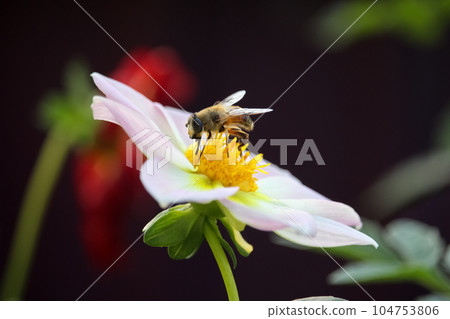 Macro bee on big white flower dahlia with blur flower background. flower card 104753806