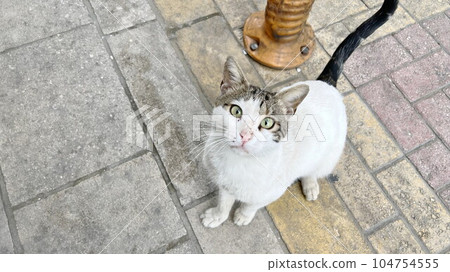 Cat looking at this place 104754555