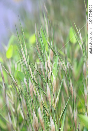 Growing Akamezasa 104754692