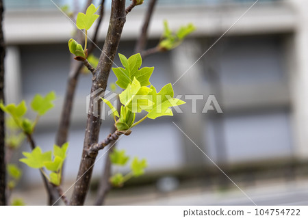 Wild young leaves of turpentine Wild young leaves of turpentine 104754722