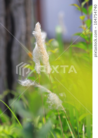 Flower spikes of thatched grass Flower spikes of thatched grass 104754740