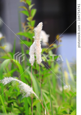 Flower spikes of thatched grass Flower spikes of thatched grass 104754741