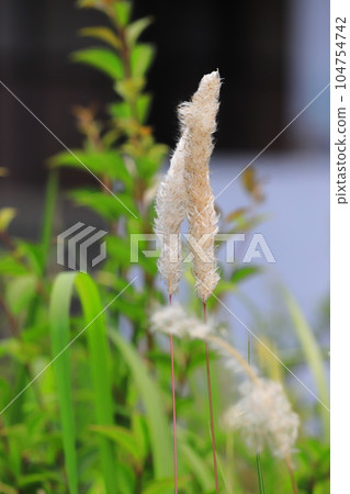 茅草的花穗 茅草的花穗 104754742