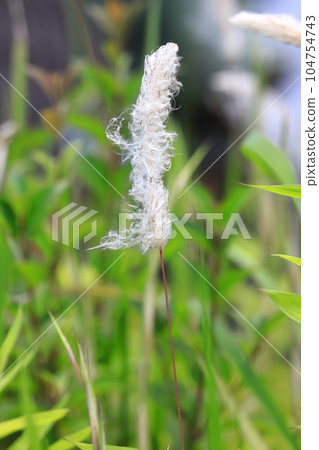 茅草的花穗 茅草的花穗 104754743