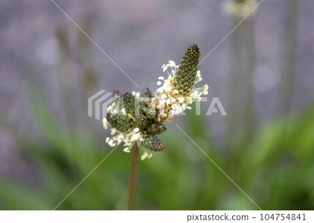 Hella octopus flowers Hella octopus flowers 104754841