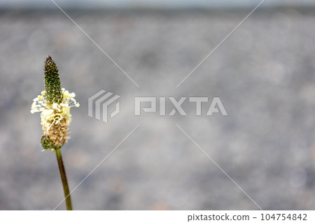 Hella octopus flowers 104754842