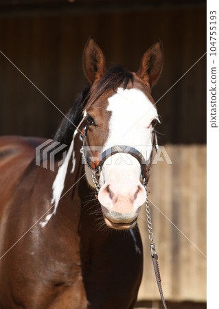 Portrait of amazing paint horse Portrait of amazing paint horse 104755193