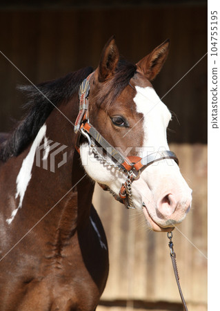 Portrait of amazing paint horse 104755195