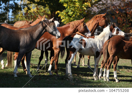 Group of paint horses on the pasturage Group of paint horses on the pasturage 104755208