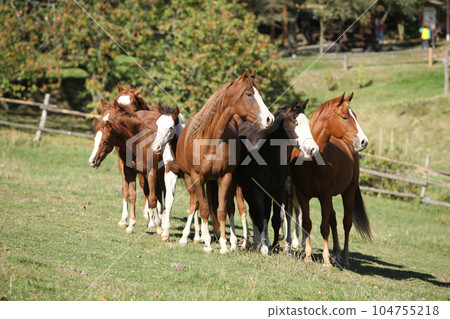 Group of paint horses on the pasturage Group of paint horses on the pasturage 104755218