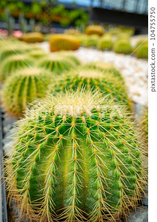 Cactus plant leaves pattern. 104755750