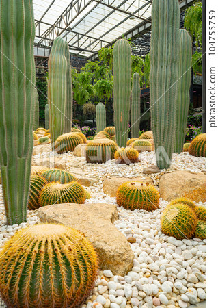 Cactus Garden in Nong Nooch Tropical Park Cactus Garden in Nong Nooch Tropical Park 104755759